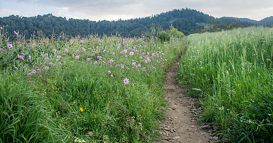 Frühlinhslandschaft mit Weg